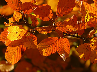 selective focus photography of maple leaves thumbnail