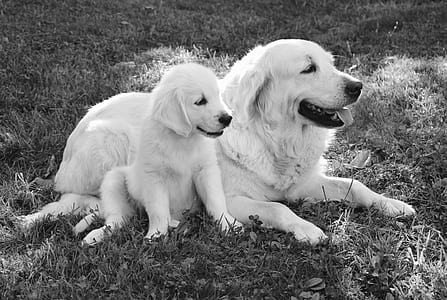 grayscale photography of golden retriever prone lying beside puppy on grass thumbnail
