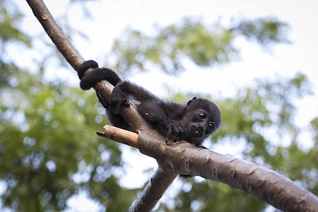 Black Monkey Hugging Tree Branch thumbnail