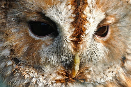 close-up photography of brown owl thumbnail
