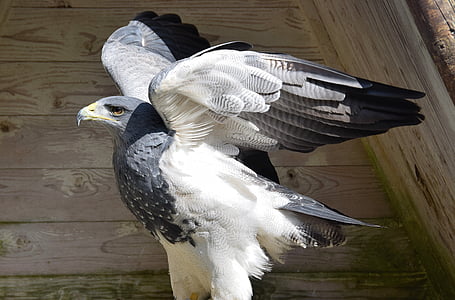 white and gray eagle thumbnail