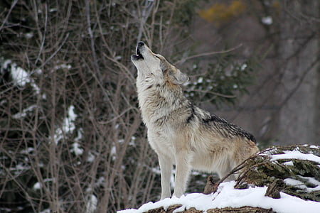 brown and black wolf at daytime thumbnail