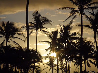 silhouette photo of coconut trees at golden hour thumbnail