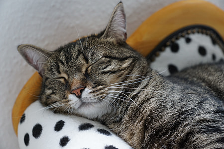 close up photo of brown tabby cat lying on black and white polka-dotted seat thumbnail