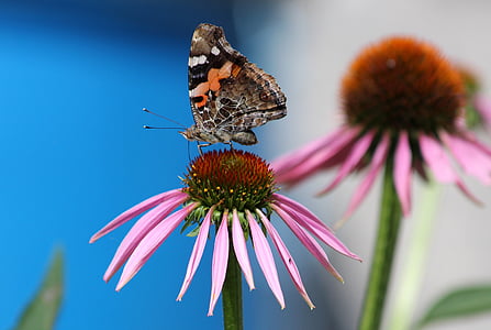 selective focus photography of painted lady butterfly perched on pink petaled flower thumbnail