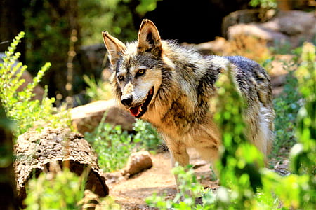 selective focus photograph of wolf thumbnail