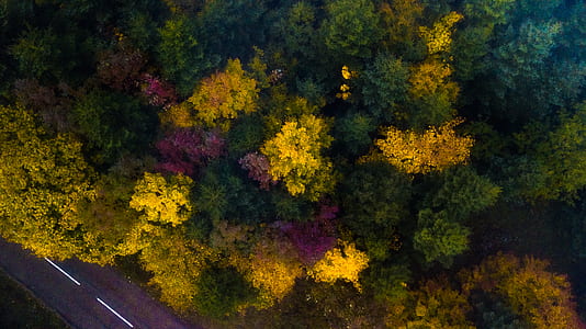 aerial photography of trees thumbnail