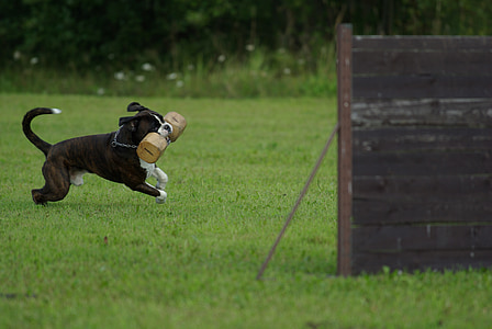 running dog on green lawn grass with barbell on outdoors thumbnail