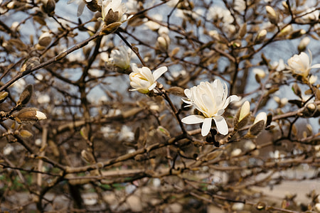 Magnolia flowers thumbnail
