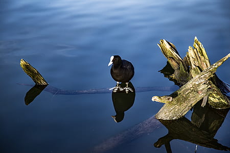 black bird on water body thumbnail