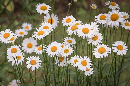 shallow focus photography of dandelions thumbnail