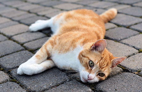 yellow tabby cat thumbnail