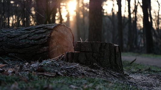 cutted tree on ground thumbnail