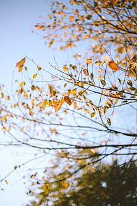 brown and green trees under blue sky thumbnail