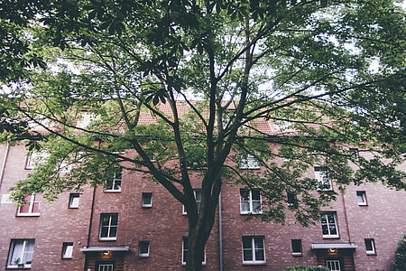 Tree in the city thumbnail