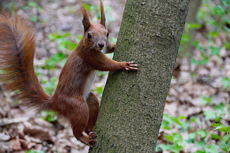 brown chipmunk on brown tree trunk thumbnail