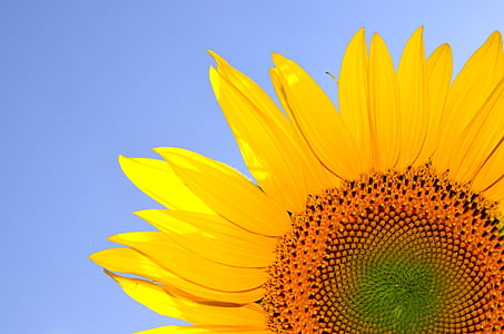 close-up of a yellow sunflower in bloom thumbnail