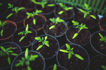 selective focus photography of green chili pepper plant thumbnail