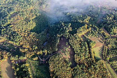aerial photography of green trees thumbnail