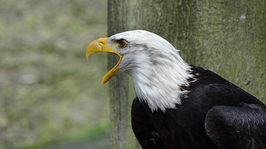 black and white hawk near tree thumbnail