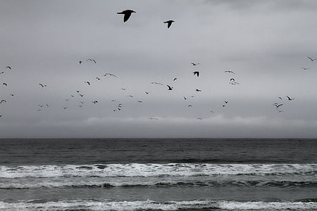 grayscale photo of flock of birds over the sea thumbnail