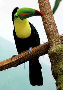 black, yellow and green toucan in brown trees thumbnail