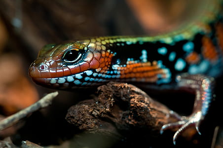 green and blue lizard thumbnail