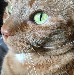 close up photography of a brown cat thumbnail