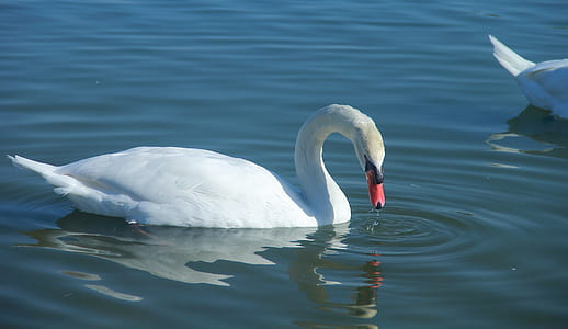 white swan on body of water thumbnail