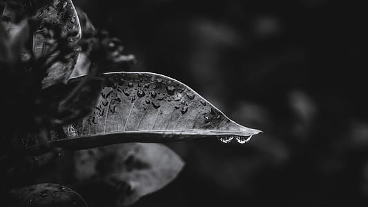 gray leaf with water drops thumbnail