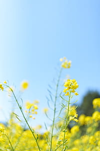macro shot of yellow flowers thumbnail