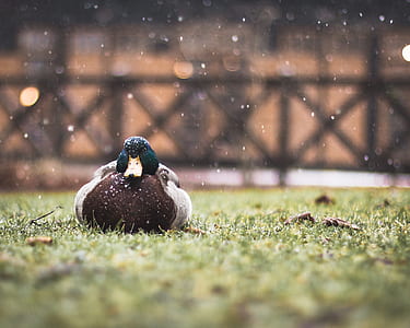 selective focus photography of mallard duck on grass thumbnail