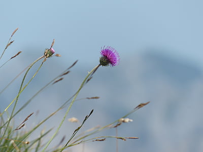 macro photography of purple petaled flower thumbnail
