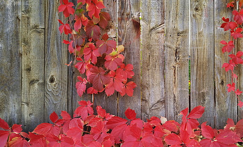 red flower on wood wall thumbnail