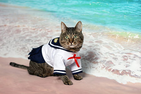 short-fur cat wearing white and blue suit standing on beach during daytime thumbnail
