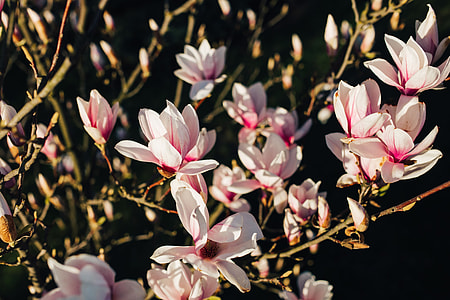Pink spring flowers thumbnail