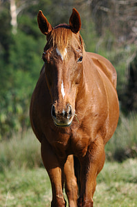 closeup photography of brown horse during daytime thumbnail