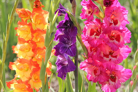 close-up photography of three assorted-color flowers thumbnail