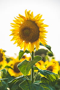 selective focus photography of yellow sunflower thumbnail