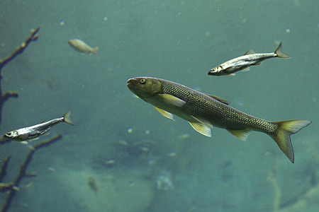 two milk fishes thumbnail