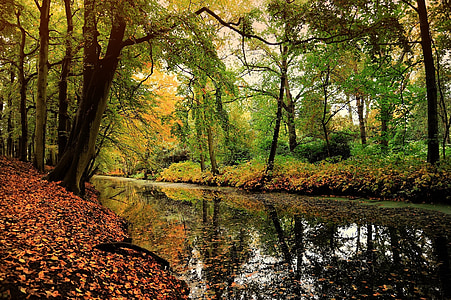 swamp across woods during daytime thumbnail