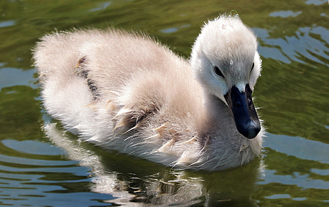 gray duckling swimming during daytime photo thumbnail