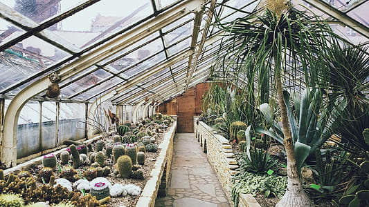 green plant lot thumbnail