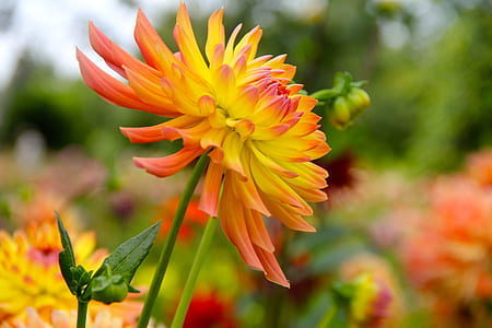 shallow focus photography of yellow flower thumbnail