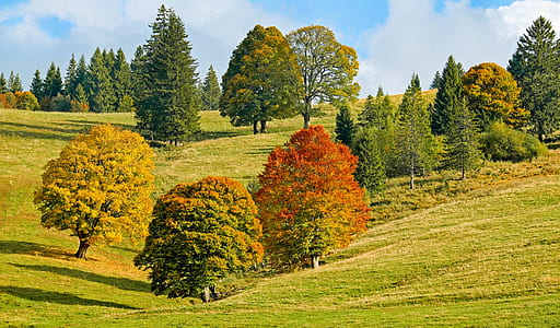 green leaf trees under white clouds and blue sky thumbnail