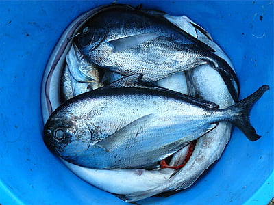 photo of gray scale fish on blue bucket thumbnail