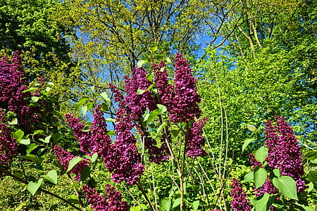 purple flowers surrounded by green trees thumbnail