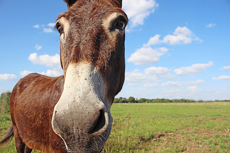 brown horse standing on green grass field thumbnail