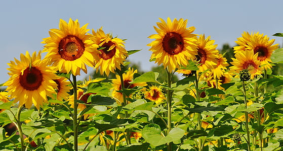 photo of sunflower field at daytime thumbnail