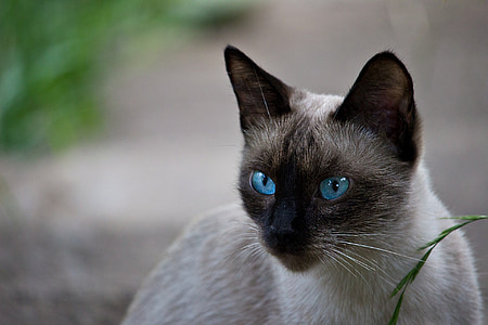 shallow focus photo of Siamese cat thumbnail
